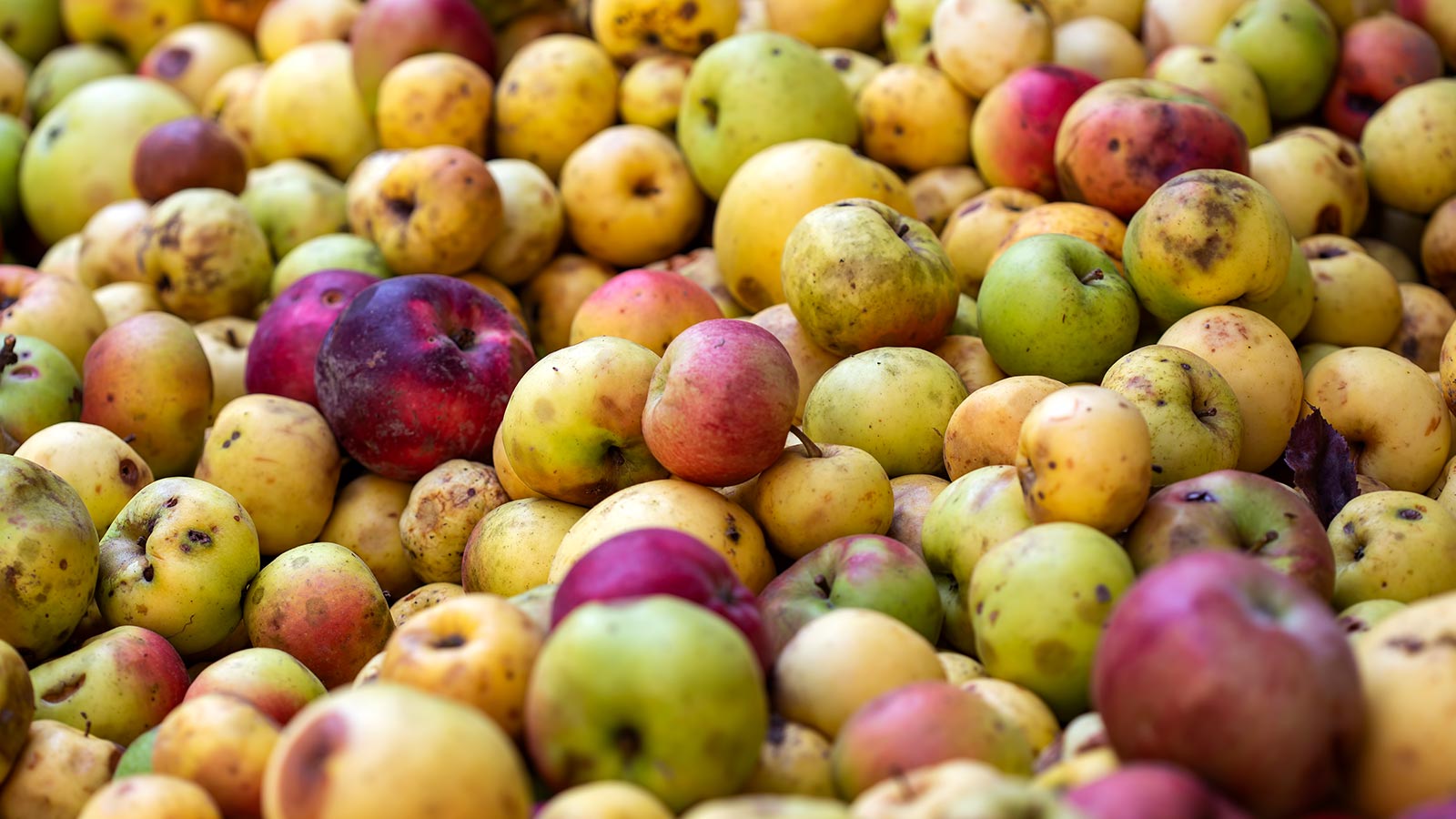 Parlamento europeo desperdicio